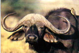 Bufalo in agguato
