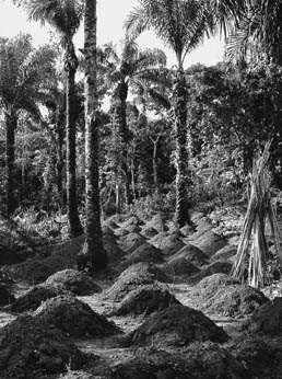 Piantagione di manioca